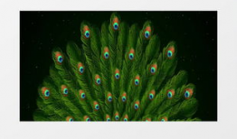 孔雀开屏的视频,绚烂瞬间，自然之美尽显